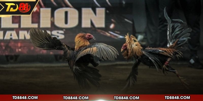 Những loại hình thi đấu phổ biến trên hệ thống