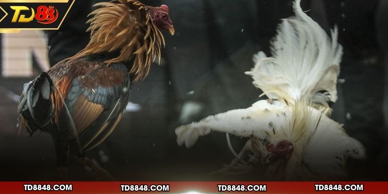 Tổng quan về cược đá gà hợp pháp tại trang chủ